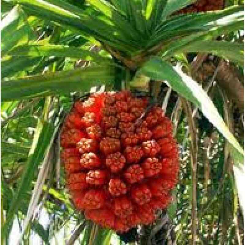 Raw Flower Natural Flowers - Exquisite, Fresh, and Vibrant - Justdial Verified