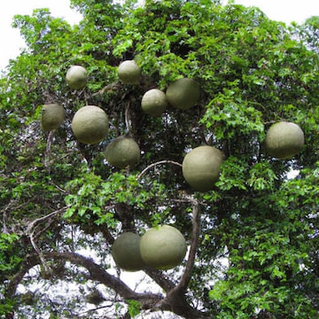 Apple Plant in East-godavari - Fresh, High-Quality Apple Saplings -  Justdial Verified