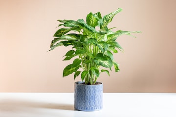 dracaena compacta plant Dracaena Compacta  Classy Casita