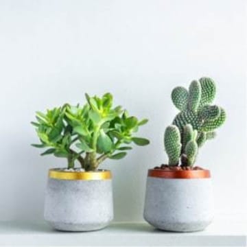 Cath Kidston Cream Plant Pot - Get Best Price from Manufacturers &  Suppliers in India