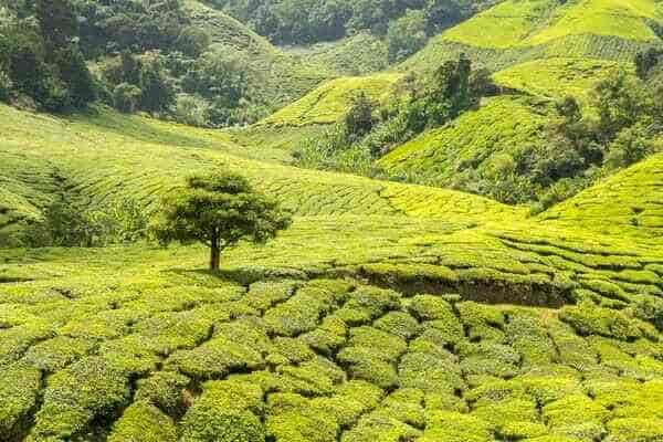Packages For Darjeeling