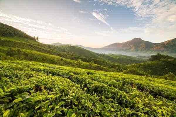Packages For Munnar