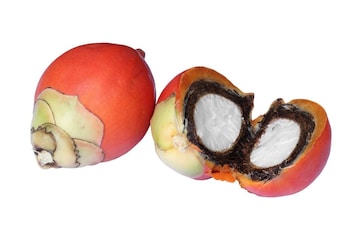 Areca Palm Plant Seeds - Get Best Price from Manufacturers & Suppliers in  India