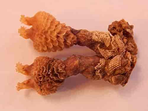 Buy Takething Rare Big Size Hatha Jodi For Puja Rituals Features Price Reviews Online In India Justdial The best way to stop the hatha jodi trade is education and awareness, as well as better online surveillance of product sales, according to louies. takething rare big size hatha jodi for puja rituals