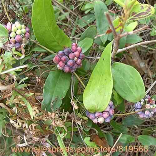 Real Poria Cocos Seed Indoor Herbal Indian Buead Bonsai Outdoor Real Poria Cocos Seed Indoor Herbal Indian Buead Bonsai Outdoor Garden Medicine Herbs Tuckahoe Plants Glabra