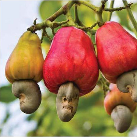 Persis Premium Cashew Nuts Roasted - UNSALTED (500G