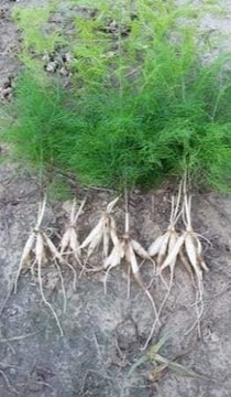 Shatavari Plant in Bijapur-karnataka - Nourishing, Herbal, Organic -  Justdial Verified