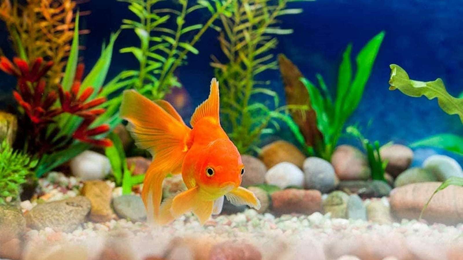fish aquarium accessories mumbai DEAR PET Decoration Log Cave Tank Ornament Natural Wood Style Hiding Tunnel for Fish Shrimp Betta Small Fish Aquascape Decor Resin Getting Popular Day by Day
