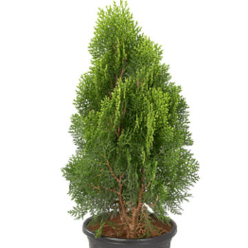 Thuja Q Mother Tincture in Bangalore - Dealers, Manufacturers & Suppliers  -Justdial