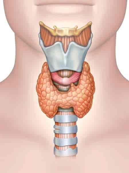 Thyroid Profile Test