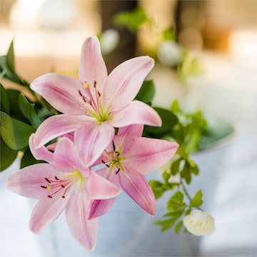 Blue lily flower - Elegant, Vibrant Blooms - Justdial Verified