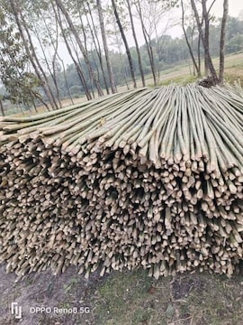 Bamboo - Baans Price Starting From Rs 150/Bdl. Find Verified Sellers in ...