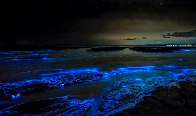 bioluminescent beach in india