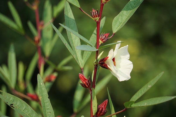 Rosella Plant Guide: Uses, Benefits & Growing Tips - Jd Collections