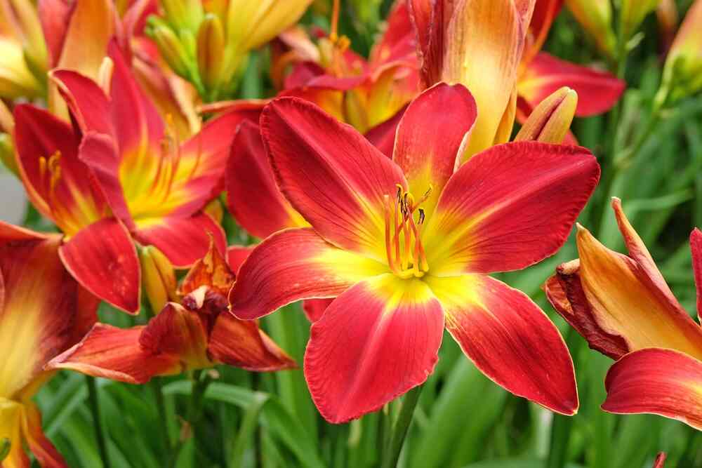 Lily's shop/土日祝はお休み 　no1 Daylilies – The Low-Maintenance Drama Queens of Gardens - Jd