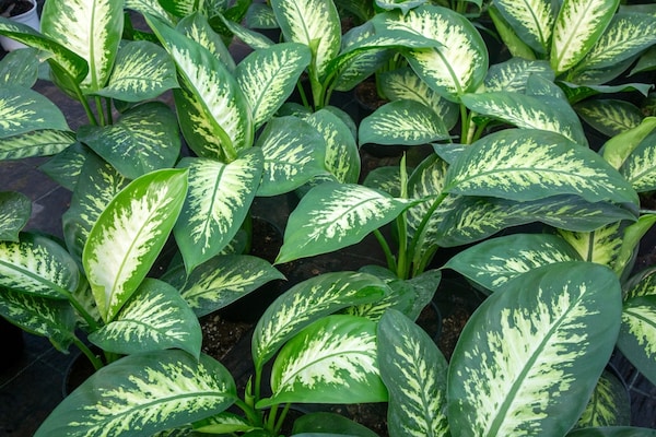 Dieffenbachia Plants Care Guide: Grow the Perfect Dumb Cane - Jd Collections