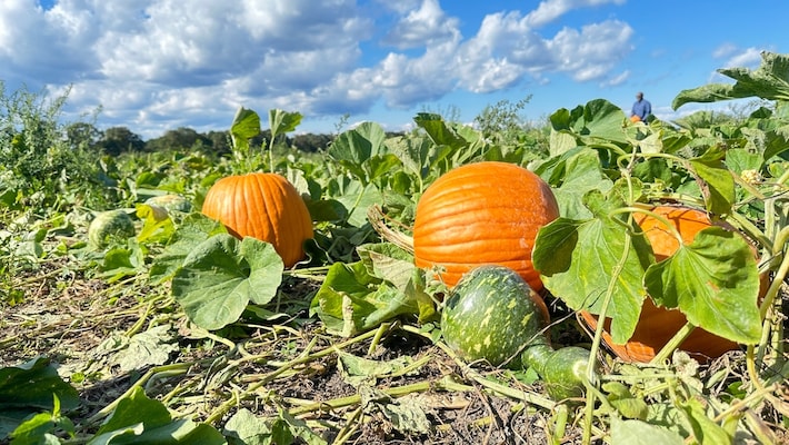 Pumpkin Planting: Fun Guide to Grow Your Own Pumpkins - Jd Collections
