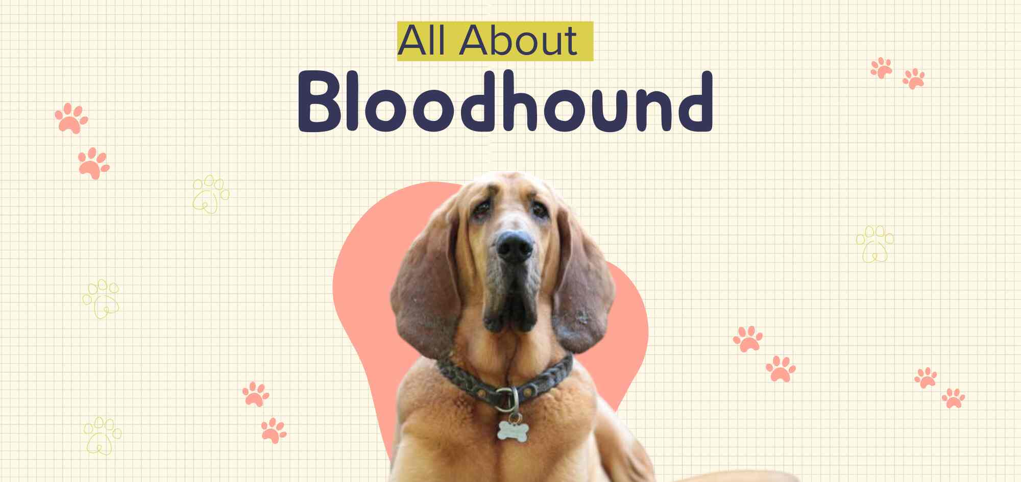 A Big Dog's Tribute to The Mighty Blood Hound - Jd Collections
