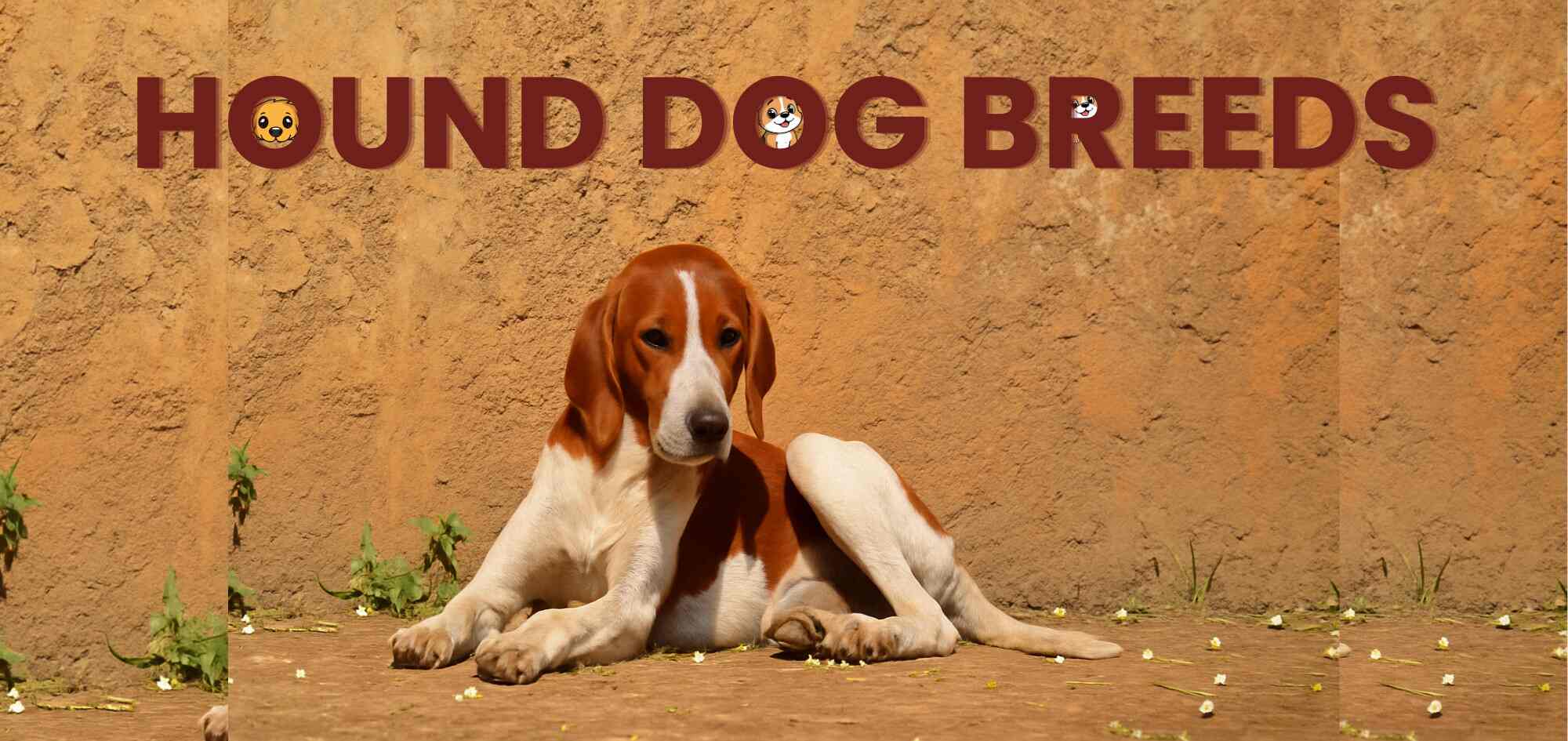 Hound Dog Breeds: Lesser-Known Hounds Worth Discovering - Jd