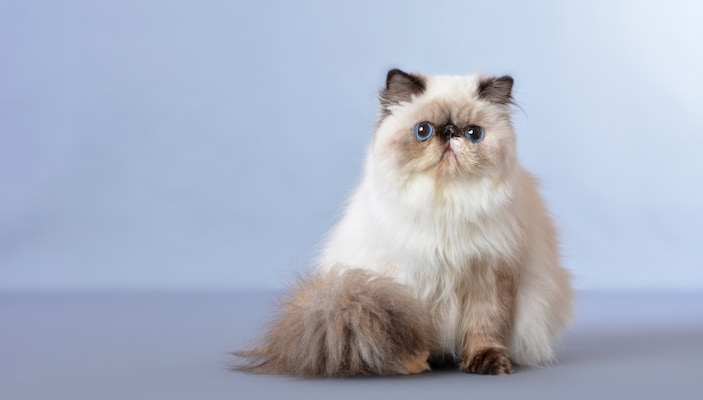 Types of Persian Cats: Faces, Coats, Care - Jd Collections