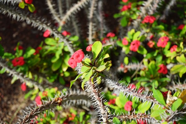 Euphorbia Christ Thorn Plant Care And Benefits - Jd Collections