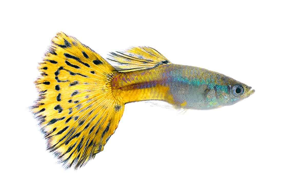 lemon guppy