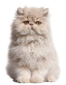 himalayan cat price in kolkata