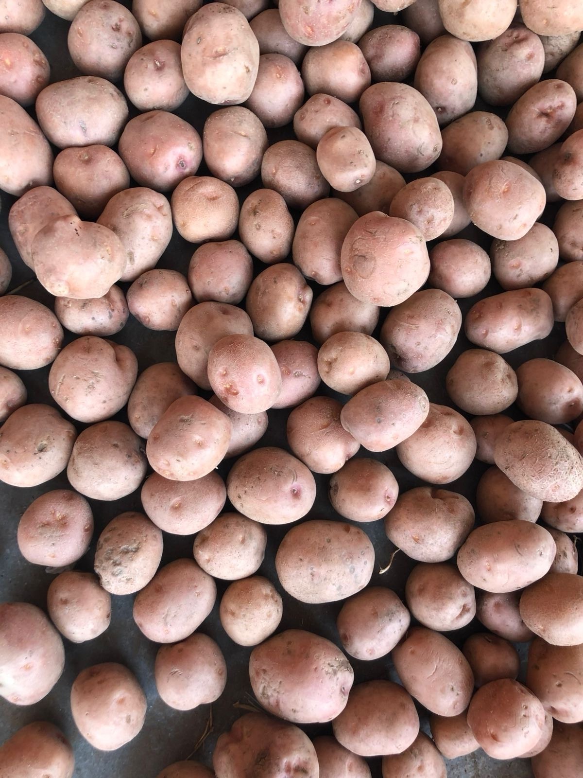 Top Potato Importers in Solan near me - Justdial