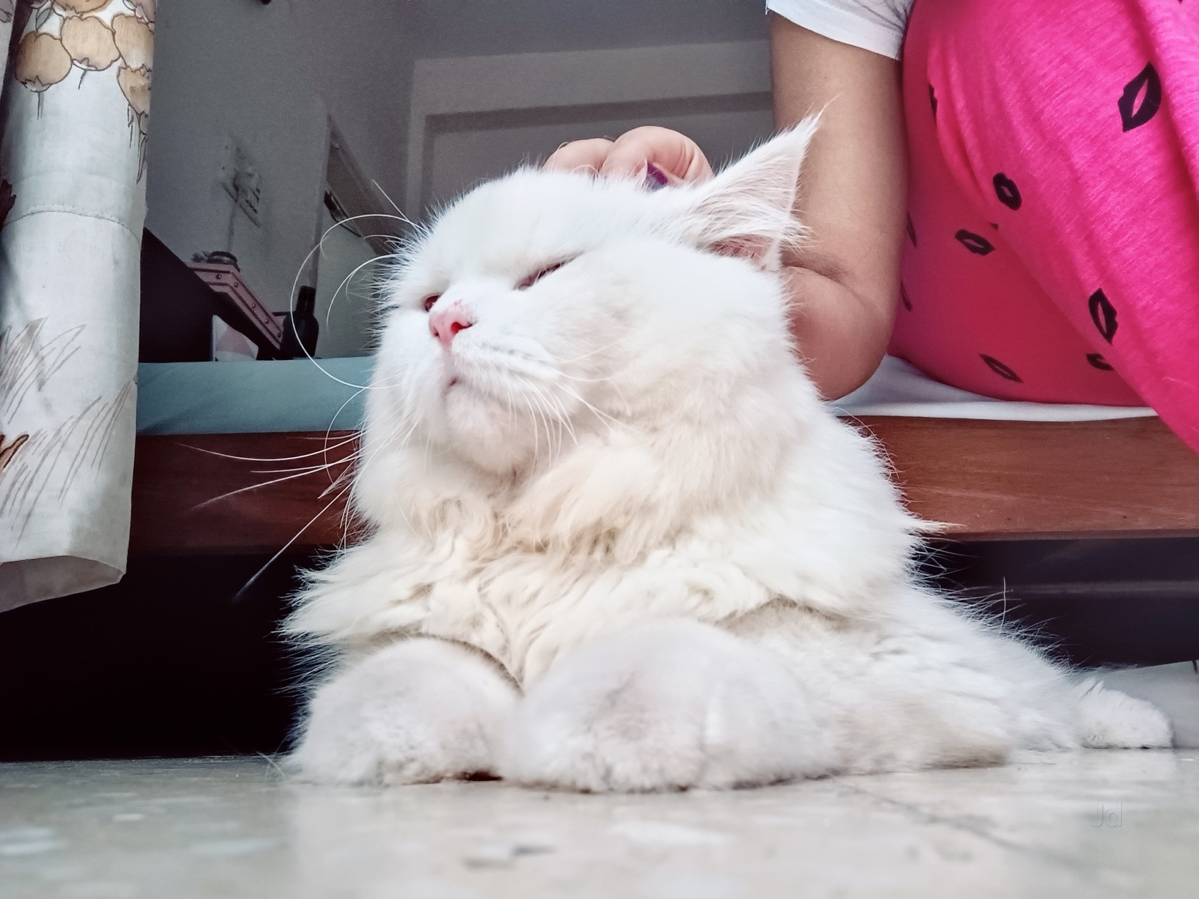 Meowing Tale's Cat Sitter in Memnagar,Ahmedabad - Best Cat Hostels near me  in Ahmedabad - Justdial