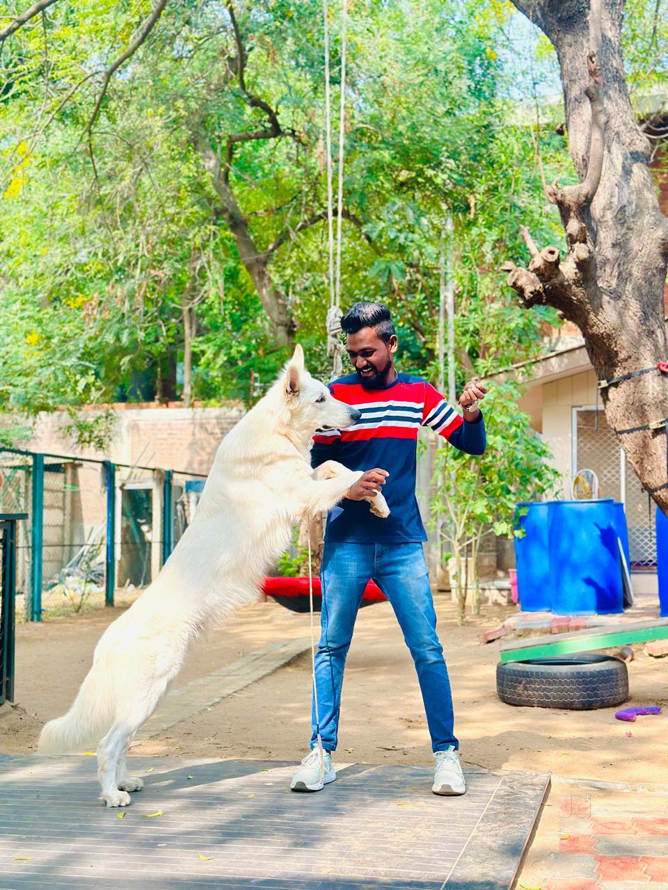 Pet Resort Dog Training Boarding Dog Boarding One To One Dog - Main Image