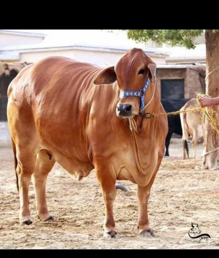 Top Cow Suppliers in Hoshiarpur - Best Cow Dealers near me - Justdial