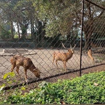 Top Zoo in Madhubani - Best Animal Park near me - Justdial