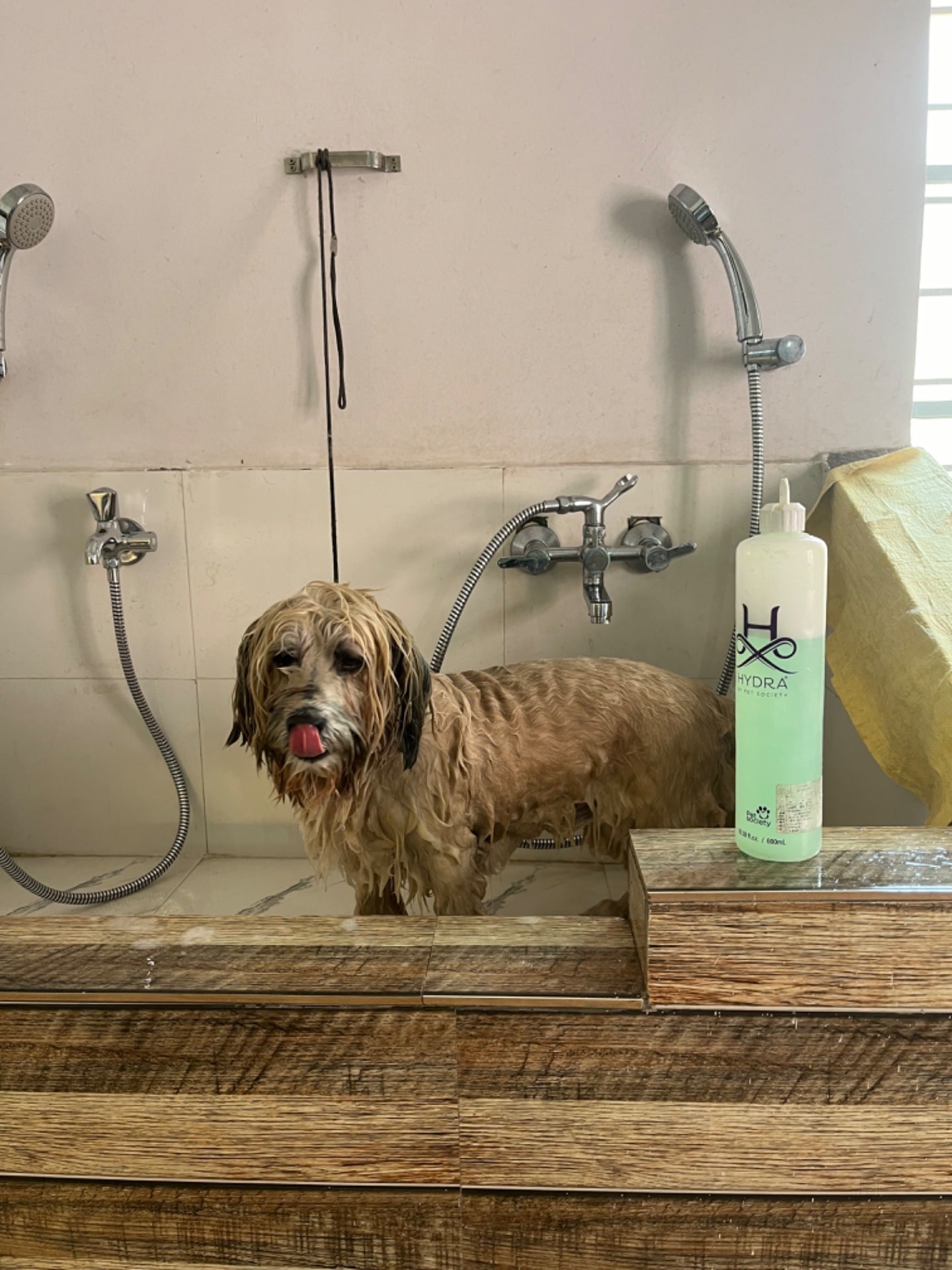 デパートメントBABIES　犬ソリ Fur Babies - Pet Grooming & Pet Boarding in Ramkrishna Mission