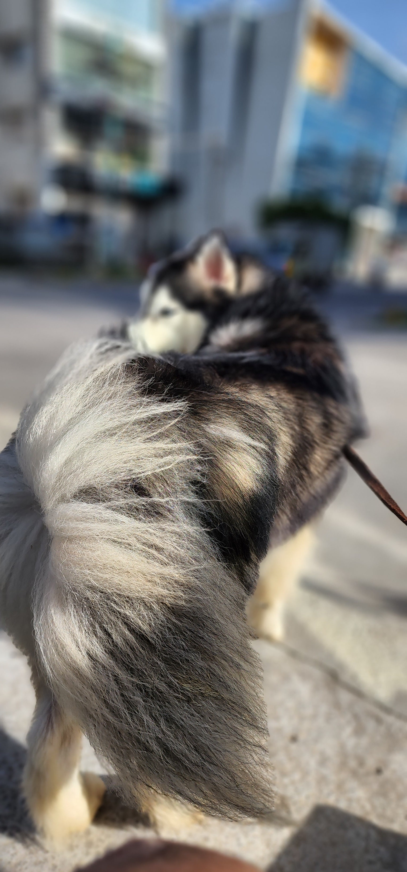 Second Home Dog Boarding in Hsr Layout Sector 7,Bangalore Best Dog