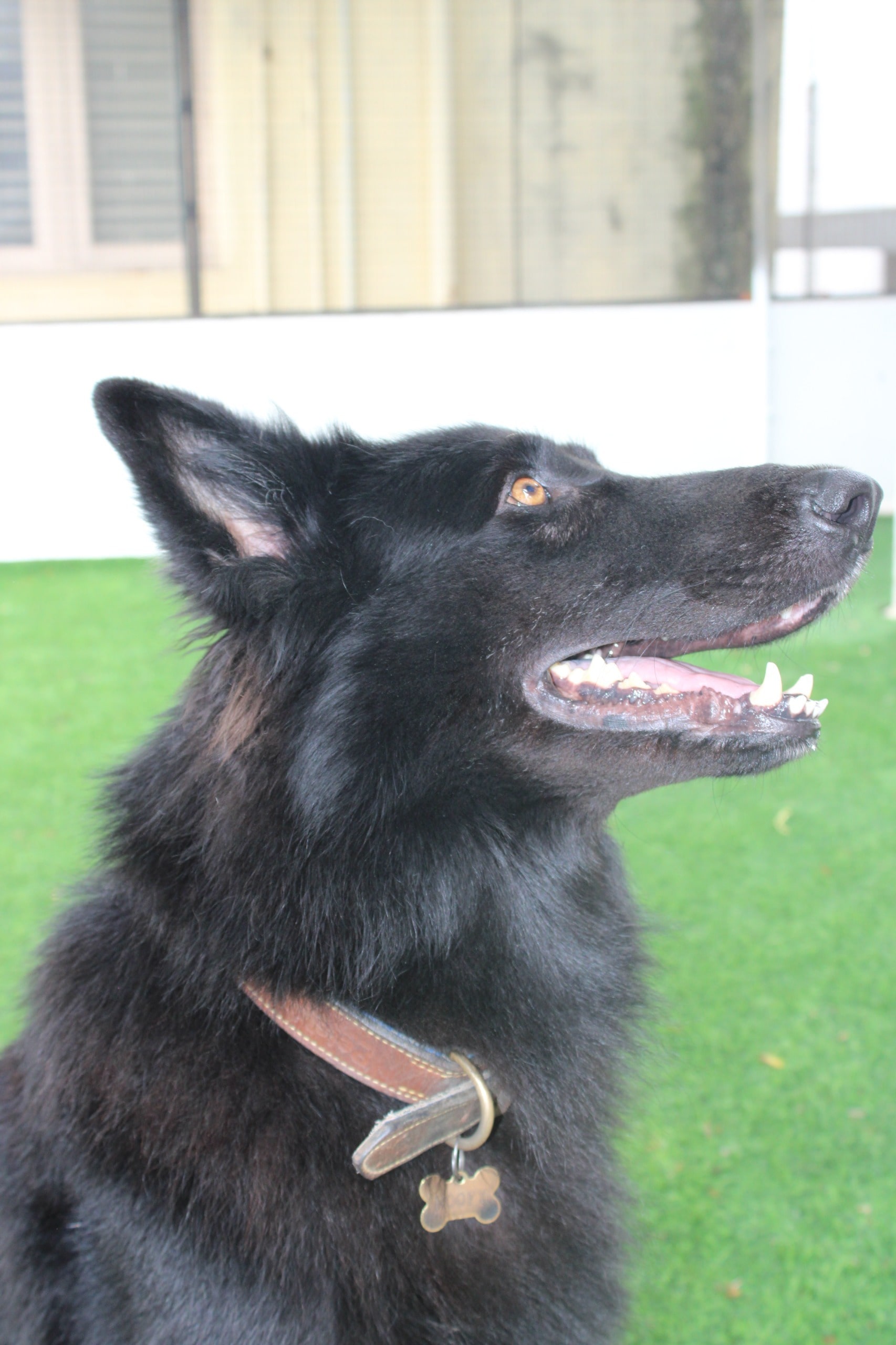 Second Home Dog Boarding in Hsr Layout Sector 7,Bangalore Best Dog