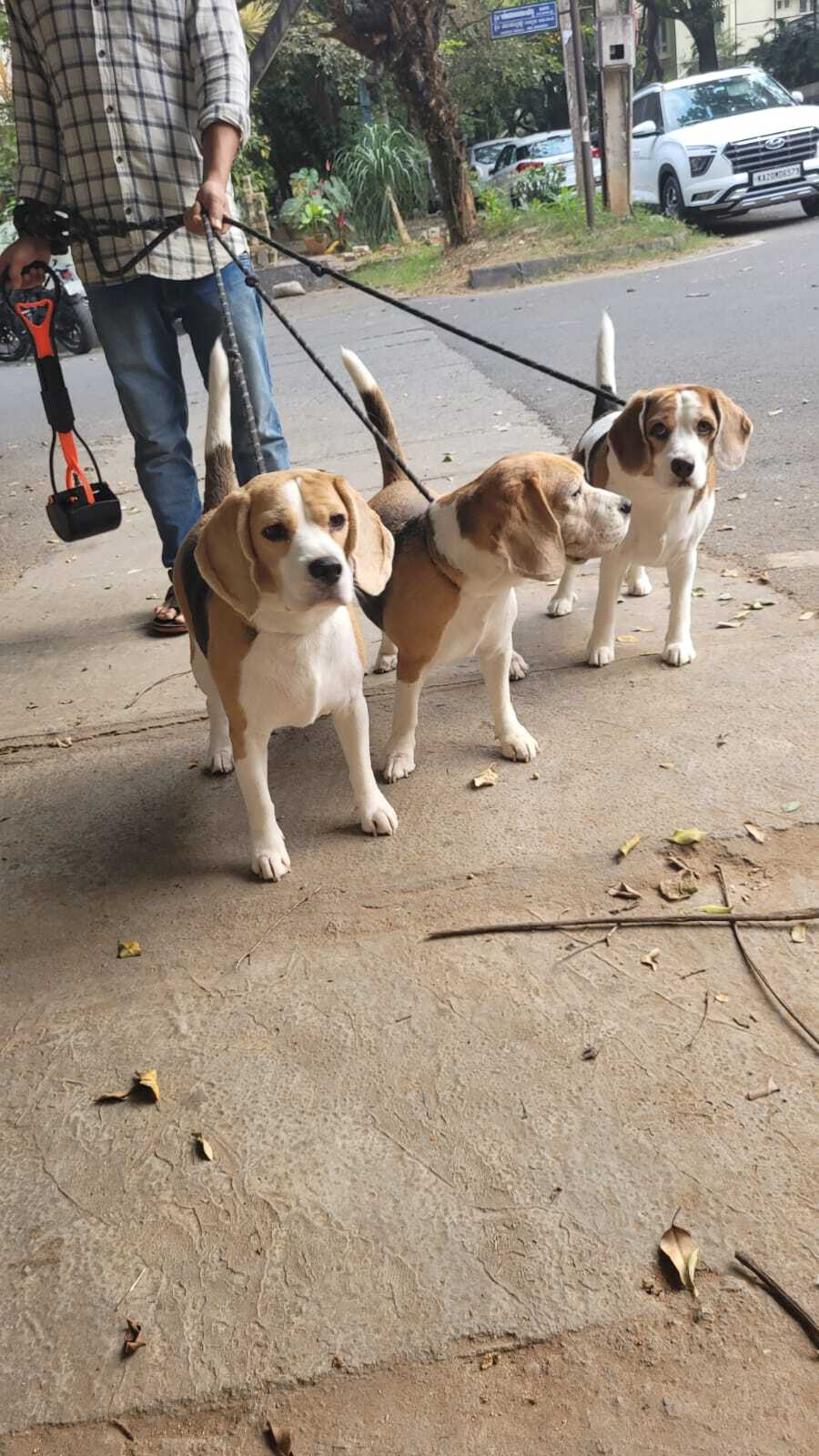 Second Home Dog Boarding in Hsr Layout Sector 7,Bangalore Best Dog