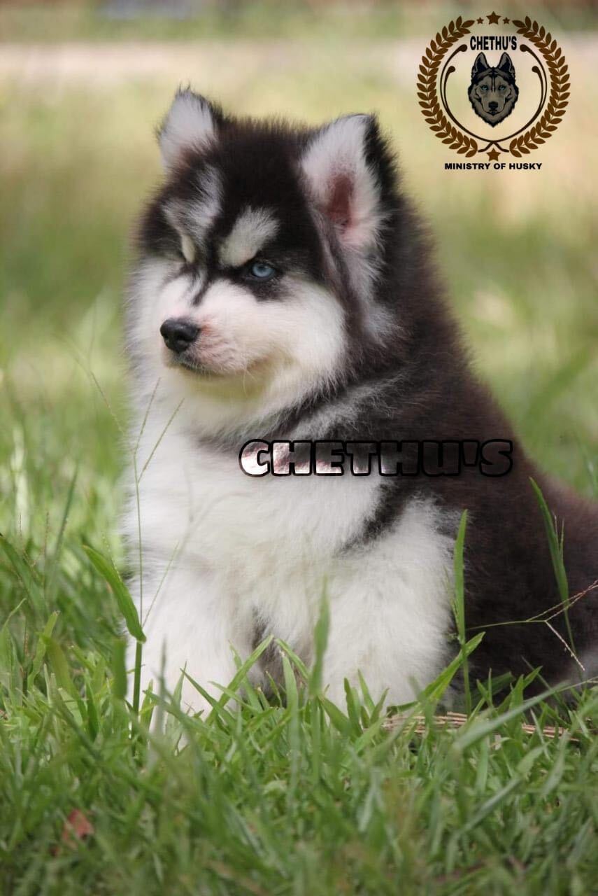 Royal Pets in Jayanagar 1st Block,Bangalore Best Kennel Dealers in