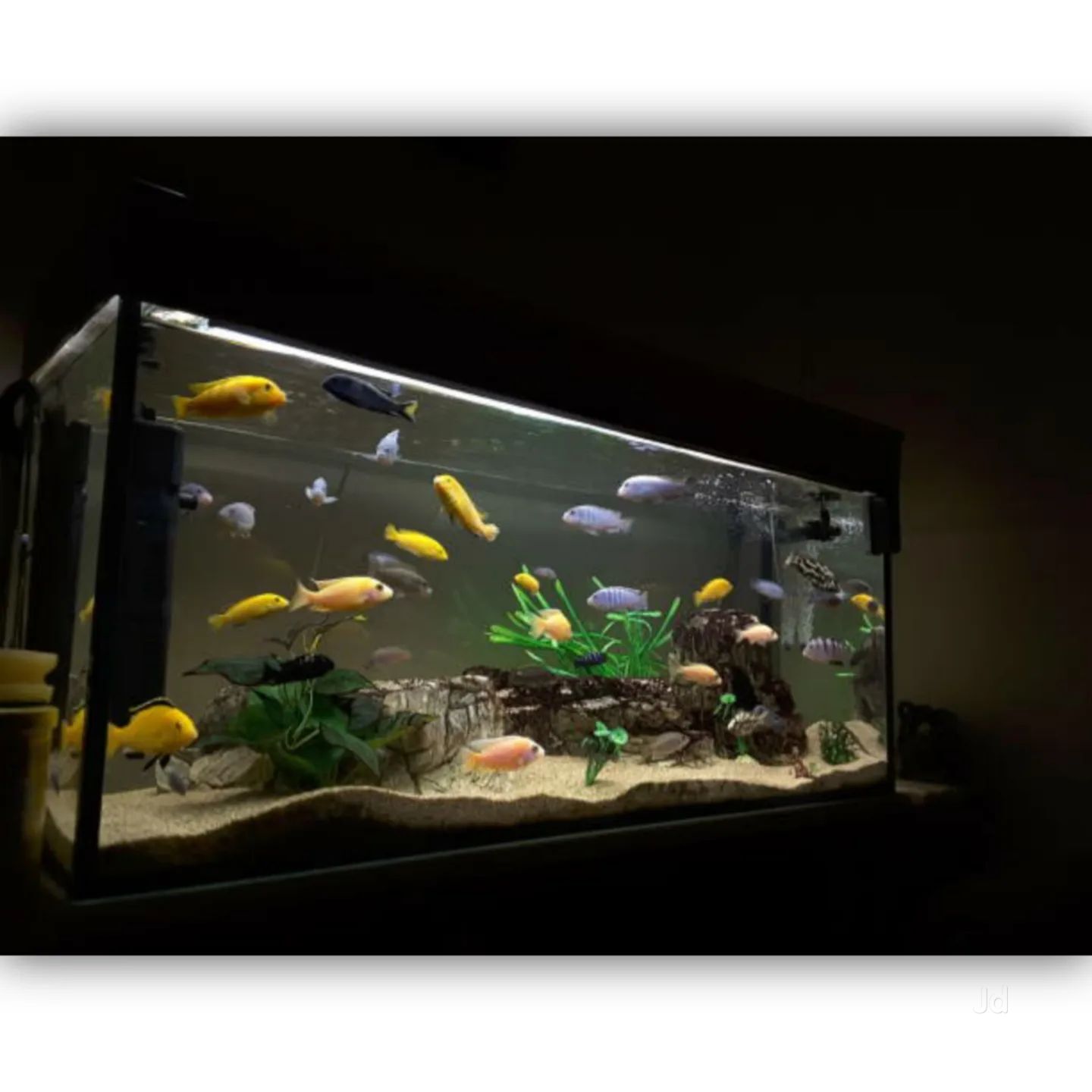 Aquarium shop in koramangala shop