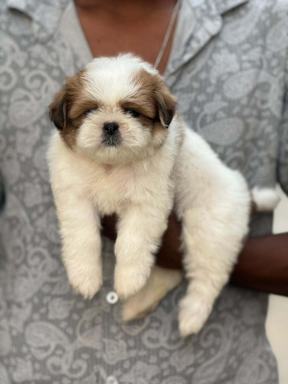 Buy shih tzu puppy near me online