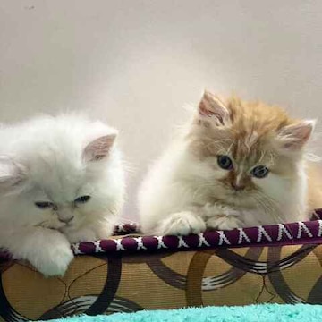 Top Pet Shops For Cat in Bangalore Best Pet Shops For Kitten Justdial