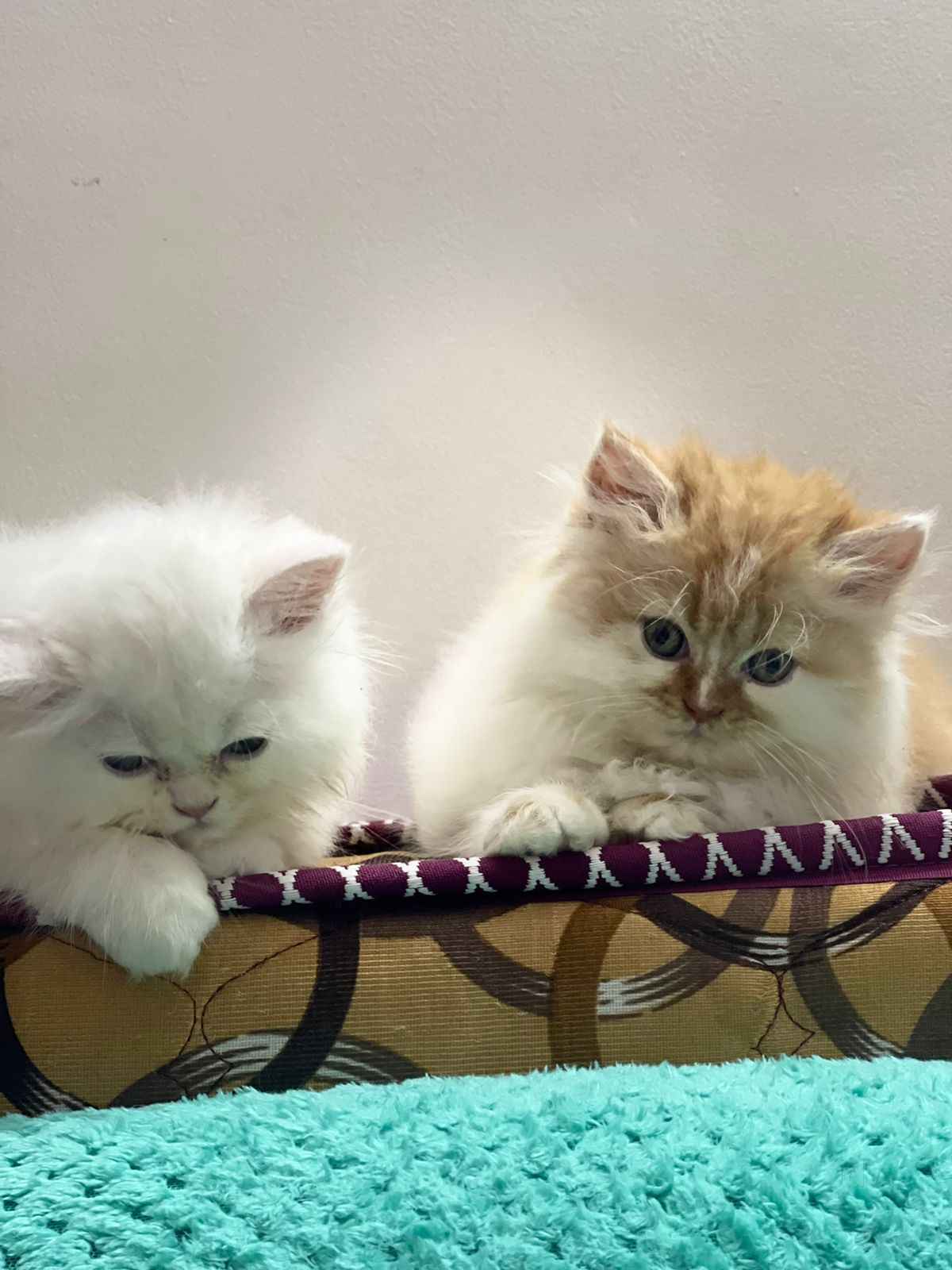 Cat pet shop near me 2025