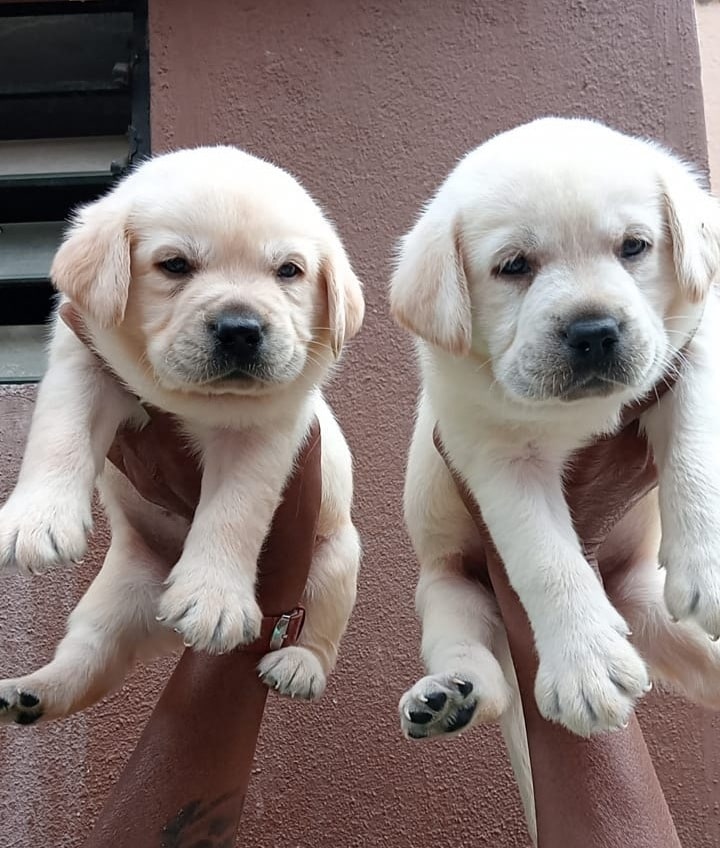 Hot puppy adoption centres near me Shop