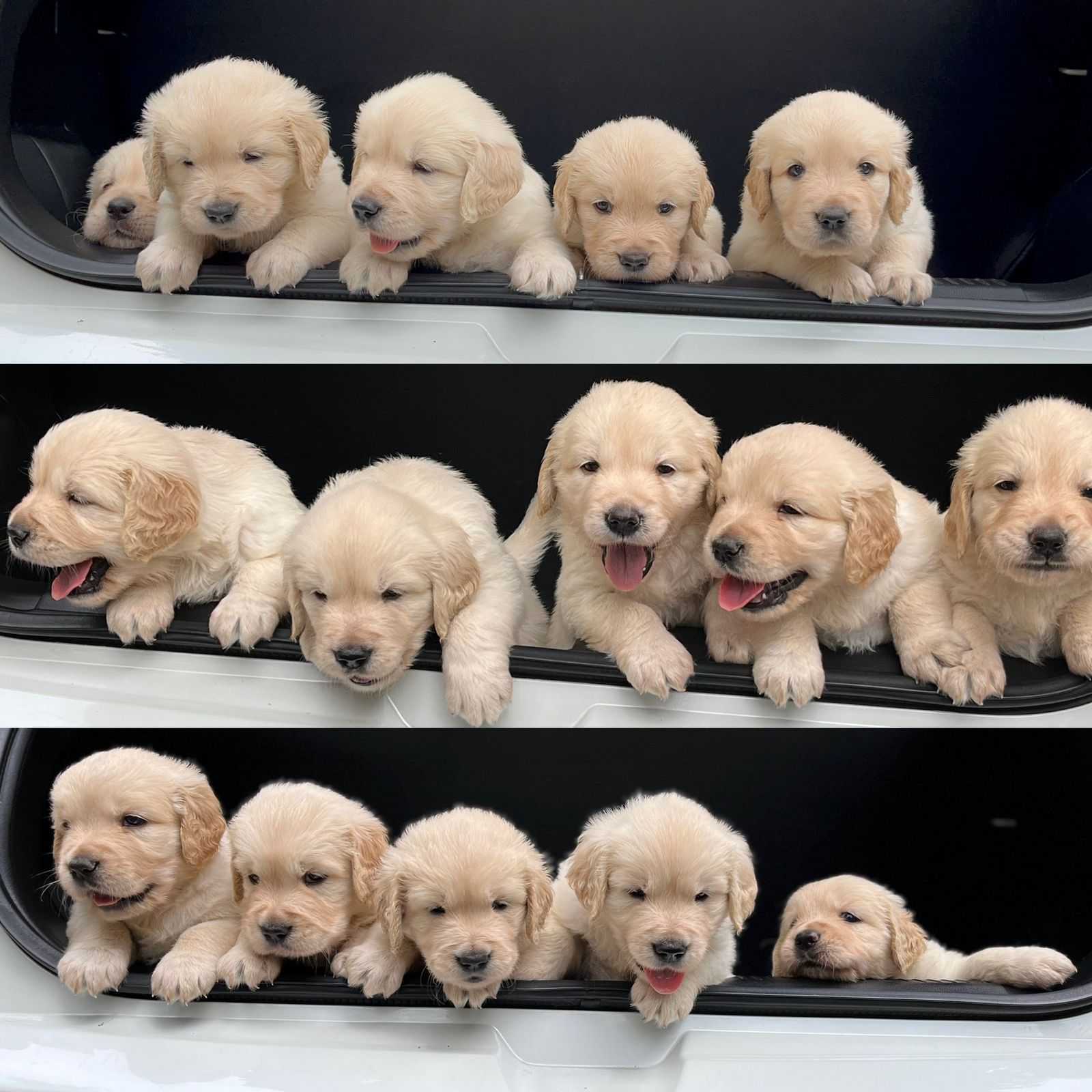 Adhi Kennel in Adugodi,Bangalore Best Pet Shops For Dog in Bangalore