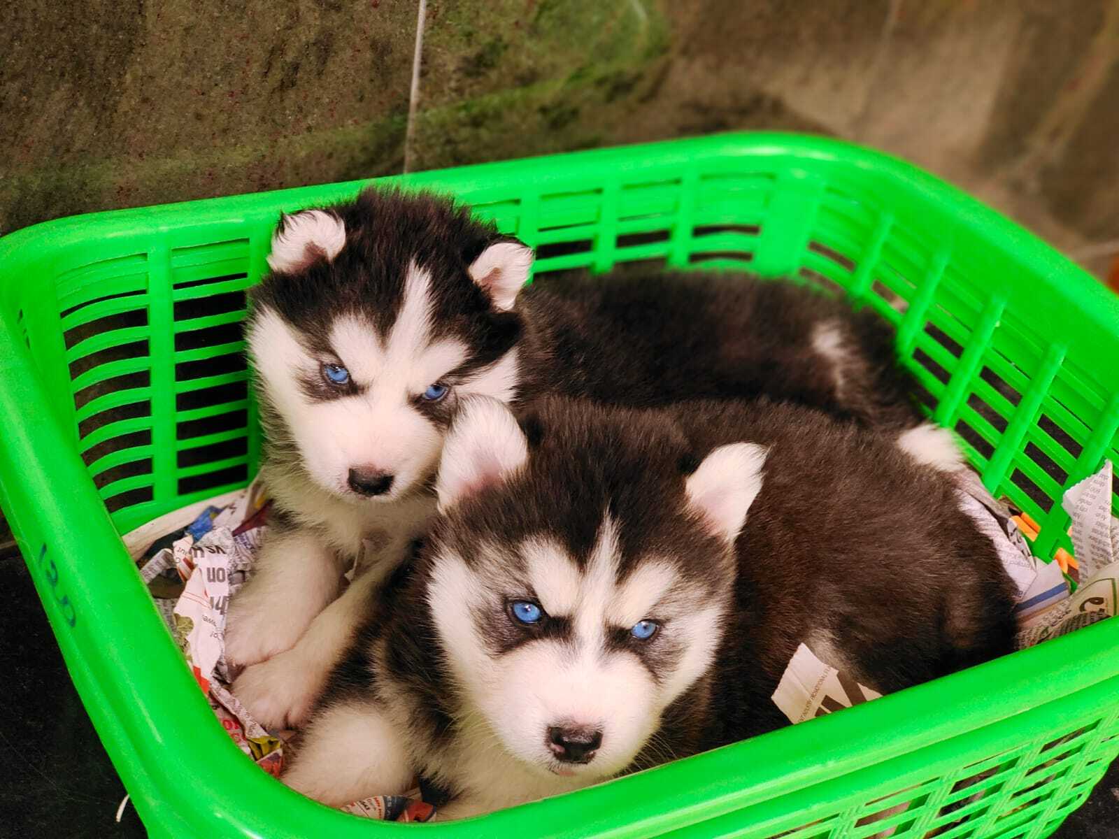 Top Dog Buyers in Bangalore Justdial