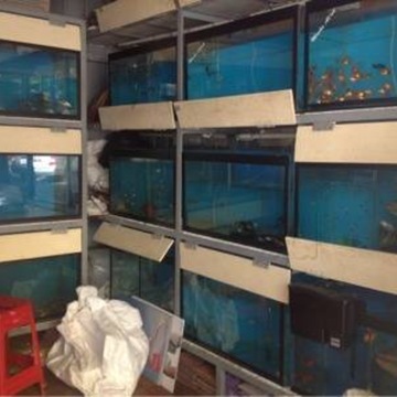 Aquarium shop in koramangala outlet