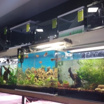 Aquarium shop in koramangala top