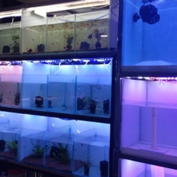 Aquarium shop in koramangala top