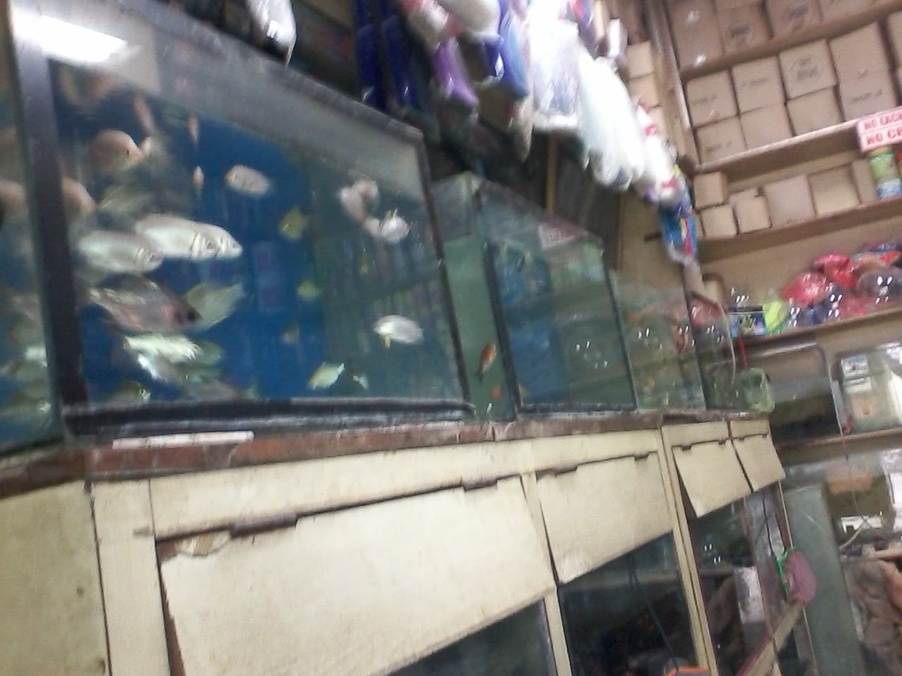 Aquas World Aquarium in Koramangala Bangalore Best Aquarium Accessory Dealers near me in Bangalore Justdial