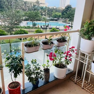 Top Creeper Plant Dealers in Bangalore near me - Justdial