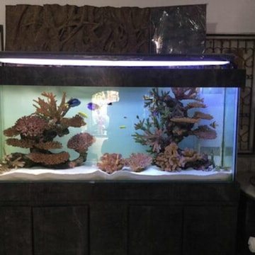 Top Automatic Fish Feeder Dealers in Bangalore Justdial